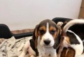 Prekrasni beagle psići