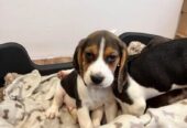 Prekrasni beagle psići