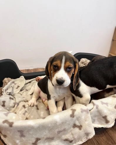 Prekrasni beagle psići