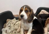 Prekrasni beagle psići