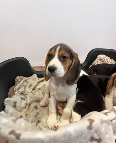 Prekrasni beagle psići