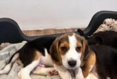 Prekrasni beagle psići