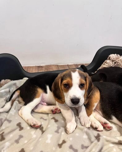 Prekrasni beagle psići