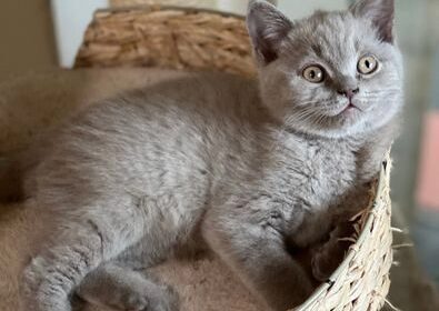 british-shorthair-cats-for-sale-lilac-british-shorthair-kittens-maida-vale-london-image-1