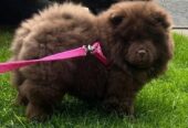 Chow Chow Čokoladna princeza izvanredne kvalitete 💗