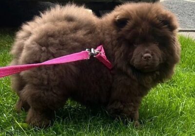 chow-chow-dogs-for-sale-outstanding-quality-chocolate-princess-preens-eddy-telford-image-1