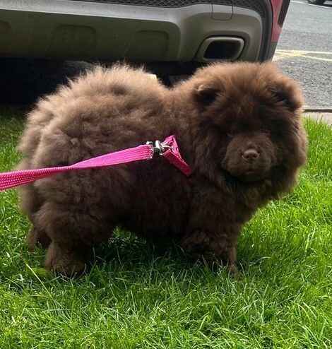 Chow Chow Čokoladna princeza izvanredne kvalitete 💗