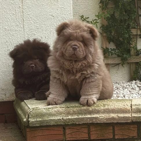 Chow Chow Čokoladna princeza izvanredne kvalitete 💗