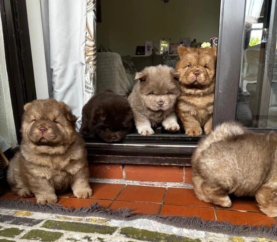 Chow Chow Čokoladna princeza izvanredne kvalitete 💗