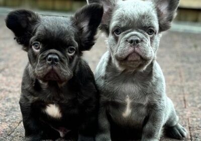 french-bulldog-dogs-for-sale-french-bulldogs-frenchies-fluffy-frenchies-low-hesket-carlisle-image-1