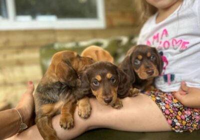 miniature-dachshund-dogs-for-sale-ready-now-minature-daschunds-short-long-haired-paignton-image-1