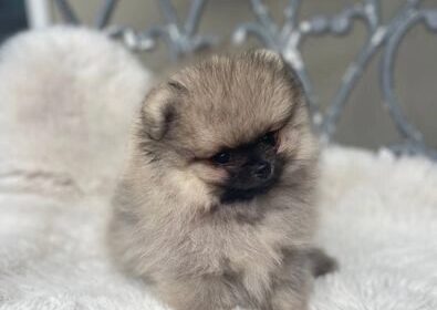 pomeranian-dogs-for-sale-tiny-show-type-male-pomeranians-russian-lines-normandy-guildford-image-1