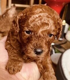 toy-poodle-dogs-for-sale-deep-red-kc-toy-poodle-yeovil-image-1