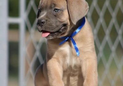 1-cane-corso-V0824