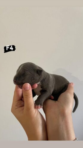 AMERICAN BULLY Xl