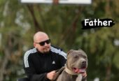 AMERICAN BULLY Xl