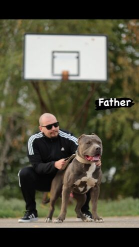 AMERICAN BULLY Xl