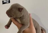 AMERICAN BULLY Xl