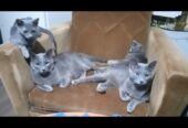 Rusian Blue Cat