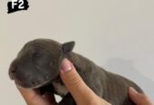 AMERICAN BULLY Xl