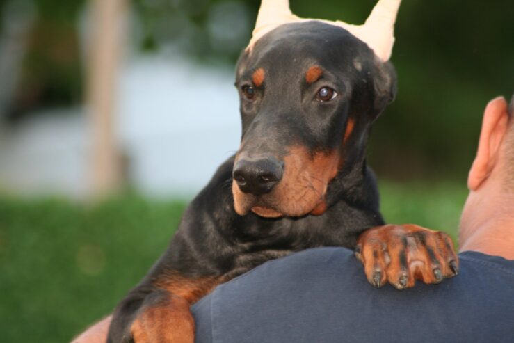 Na prodaju štenci dobermana