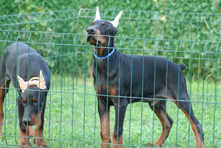 Na prodaju štenci dobermana