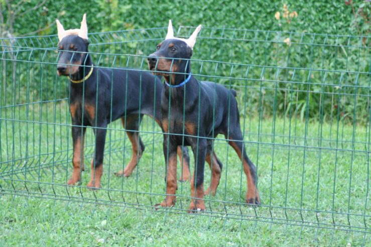 Na prodaju štenci dobermana