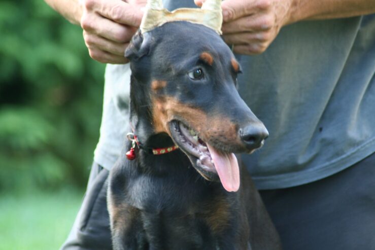 Na prodaju štenci dobermana