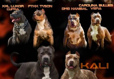 1-American-bully-XL0924