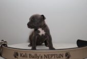 American bully Xl