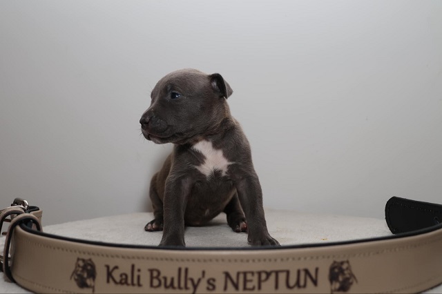 American bully Xl