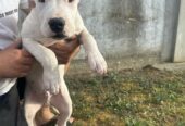 Stenci Dogo Argentino