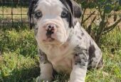 American Bully !!!