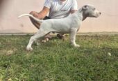 Stenci Dogo Argentino