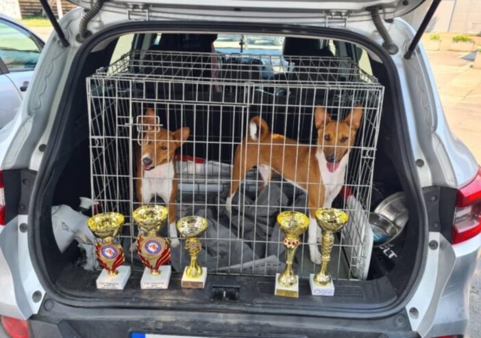 Basenji TOP musko stene