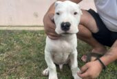 Stenci Dogo Argentino