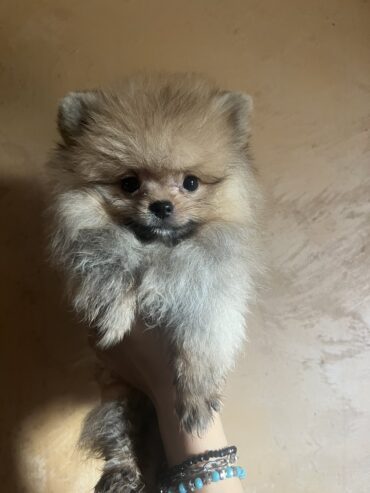 Pomeranac BOO pomeranci