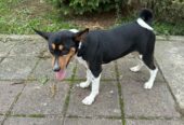 Basenji TOP musko stene