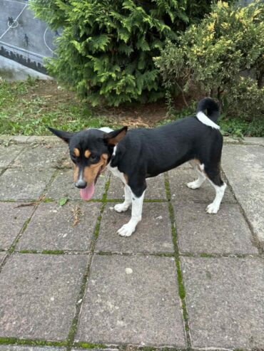 Basenji TOP musko stene