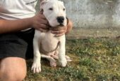 Stenci Dogo Argentino