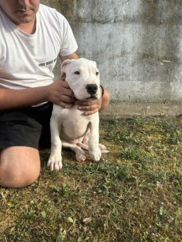 Stenci Dogo Argentino