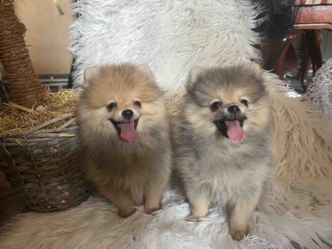 Pomeranac BOO pomeranci