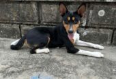 Basenji TOP musko stene