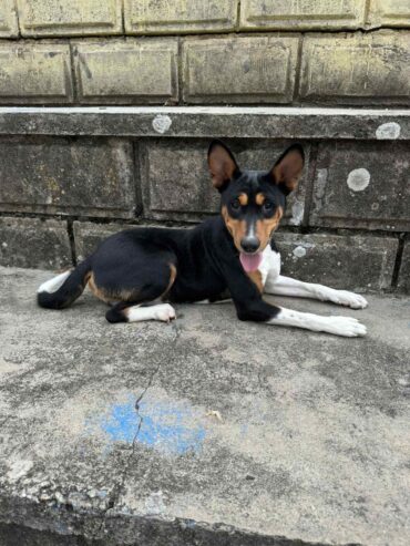 Basenji TOP musko stene