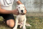 Stenci Dogo Argentino