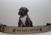 American bully Xl