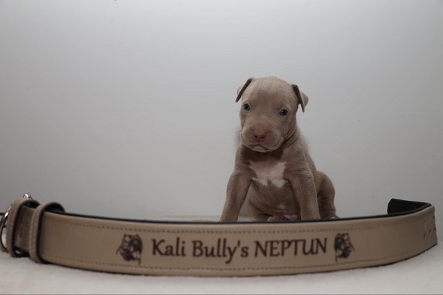 American bully Xl