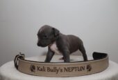 American bully Xl