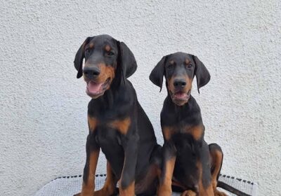 1-doberman-B1024