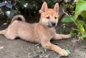 Štenci Shiba inu